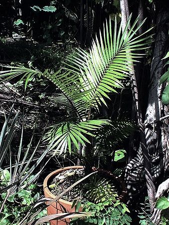 Calamus rotang - Palmpedia - Palm Grower's Guide