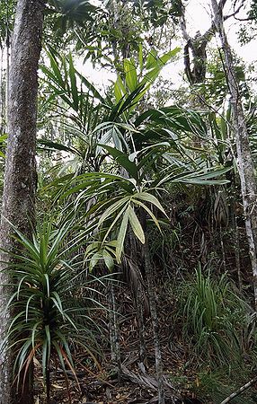 Basselinia pancheri Palmpedia Palm Grower's Guide