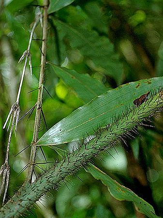Desmoncus orthacanthos Palmpedia Palm Grower's Guide