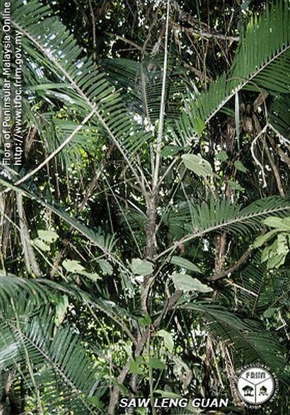 File:Calamus-spectatissimus---Habit.jpg