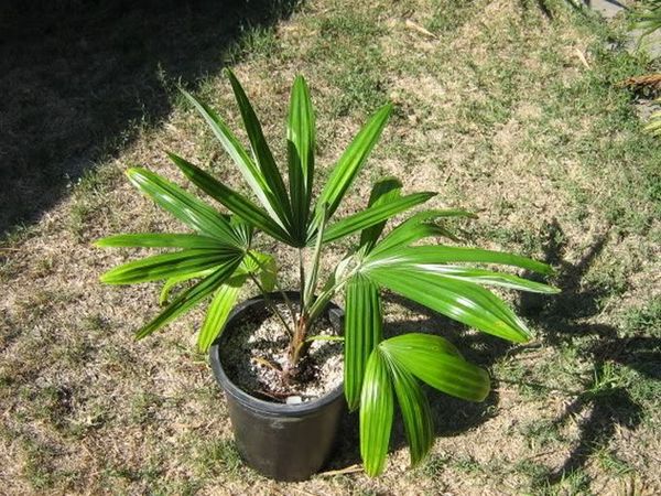 Colpothrinax cookii Palmpedia Palm Grower's Guide