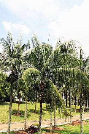 Rhopaloblaste ceramica - Palmpedia - Palm Grower's Guide