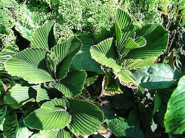 TÌNH YÊU CÂY CỎ ĐV 11   - Page 31 601px-Chamaedoreatuercheimii2008z