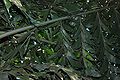 Thumbnail for version as of 02:04, 7 March 2015