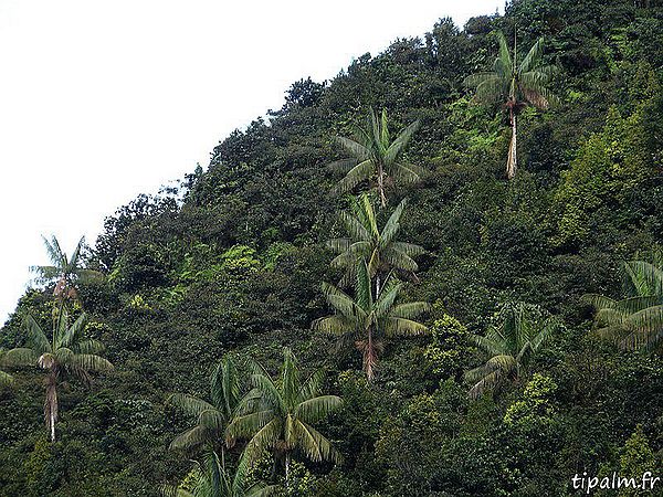 Euterpe broadwayi Palmpedia Palm Grower's Guide