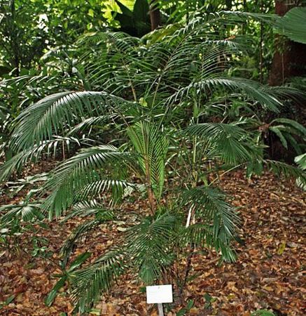 Rhopaloblaste singaporensis - Palmpedia - Palm Grower's Guide