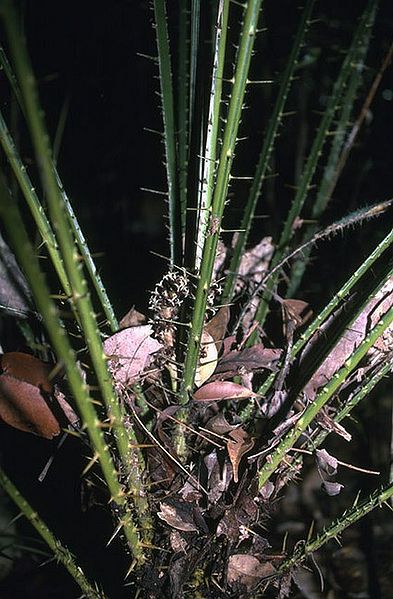 File:Cl2787771.jpg