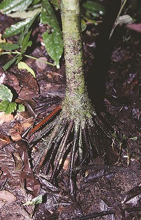 Drymophloeus oliviformis Palmpedia Palm Grower's Guide