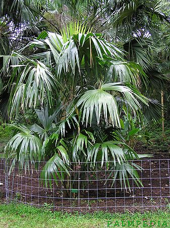 Chelyocarpus chuco Palmpedia Palm Grower's Guide
