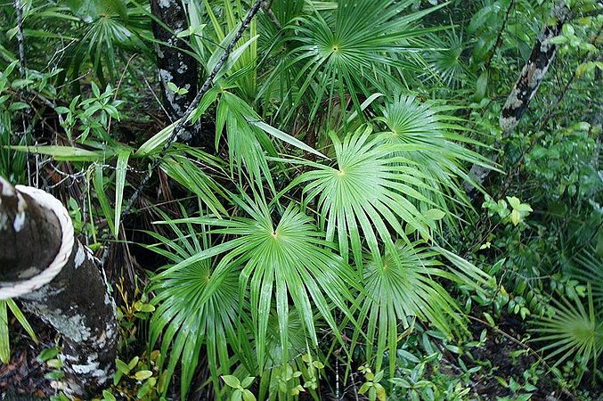 Maxburretia furtadoana Palmpedia Palm Grower's Guide