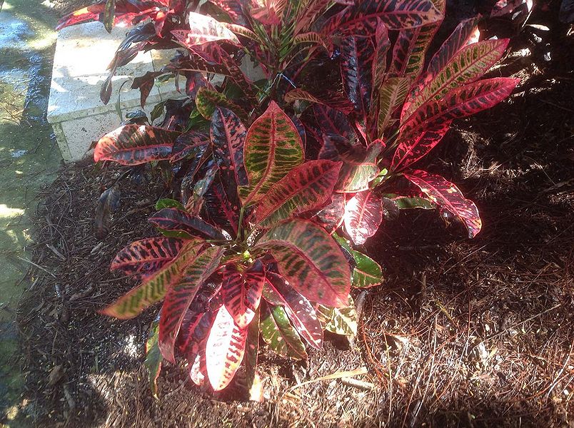 BARONESS DE ROTHSCHILD Palmpedia Palm Grower's Guide