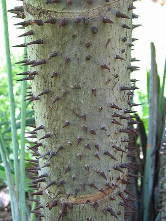 Mauritiella armata Palmpedia Palm Grower's Guide