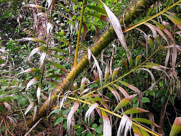 himalayana Palmpedia Palm Grower's Guide