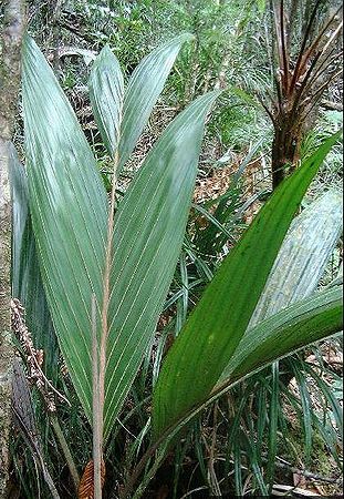 Basselinia pancheri Palmpedia Palm Grower's Guide