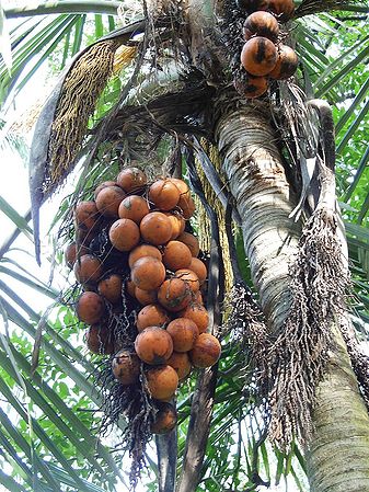 Orania regalis - Palmpedia - Palm Grower's Guide