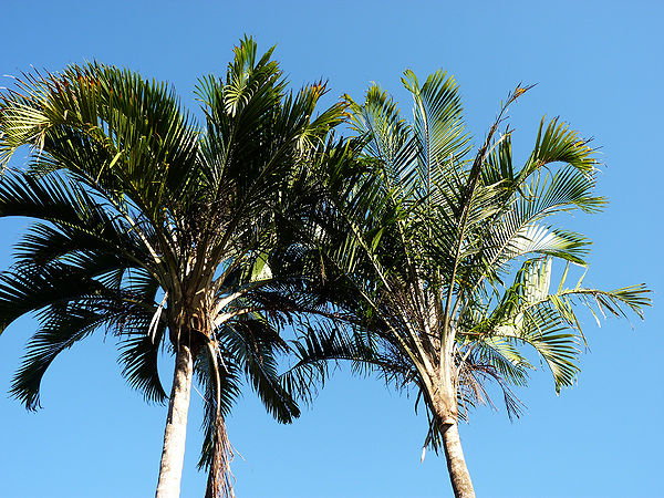 Ravenea sambiranensis - Palmpedia - Palm Grower's Guide