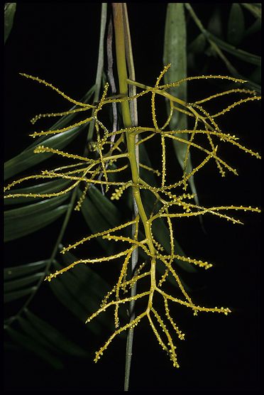 Dypsis confusa Palmpedia Palm Grower's Guide