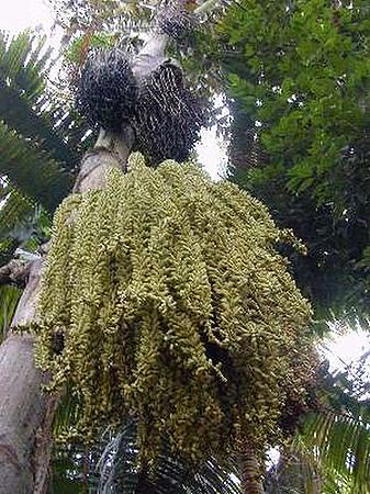 Caryota rumphianaz.jpg