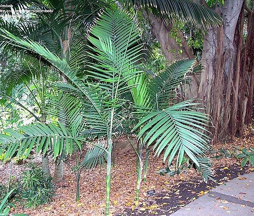 TÌNH YÊU CÂY CỎ ĐV 11   - Page 32 500px-Fb91b5