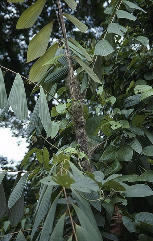 Korthalsia zippelii Palmpedia Palm Grower's Guide