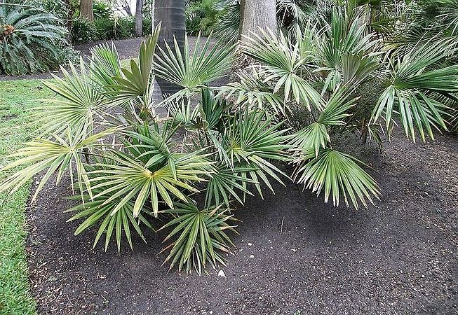Guihaia argyrata Palmpedia Palm Grower's Guide