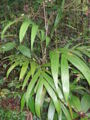 Thumbnail for version as of 21:35, 3 January 2009
