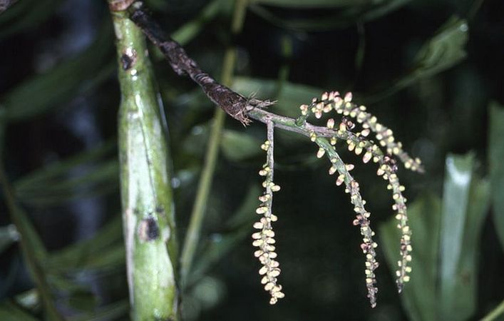 Drymophloeus oliviformis Palmpedia Palm Grower's Guide