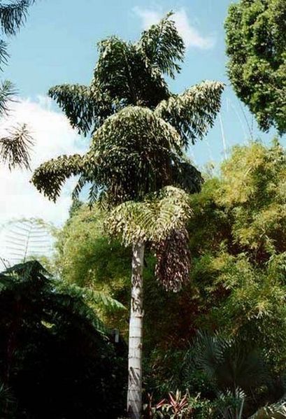 File:Caryota cumingii09.jpg