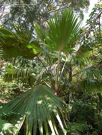 Pritchardia schattaueri Palmpedia Palm Grower's Guide