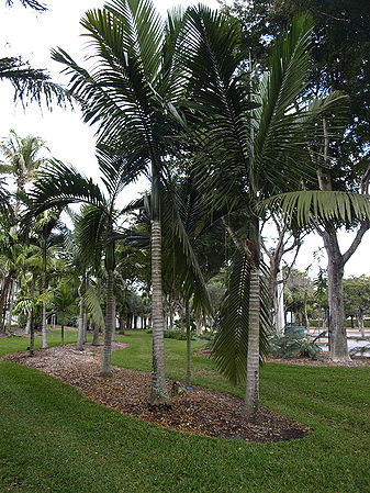 Kentiopsis oliviformis - Palmpedia - Palm Grower's Guide