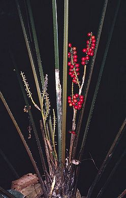 Lk2786302.jpg