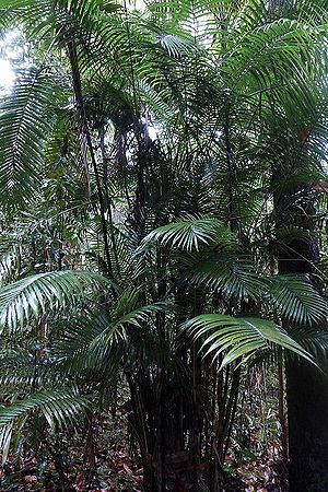 Rhopaloblaste singaporensis - Palmpedia - Palm Grower's Guide