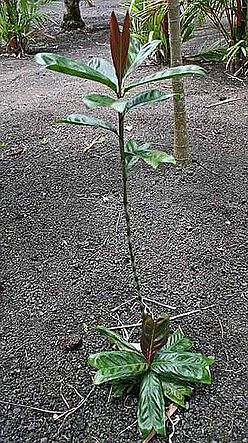Dypsis menalaingo craft.jpg