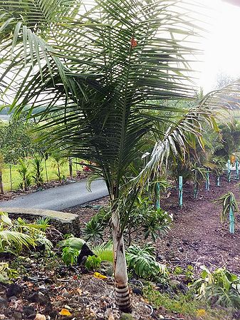 Rhopaloblaste augusta - Palmpedia - Palm Grower's Guide