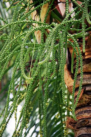 Rhopaloblaste ceramica - Palmpedia - Palm Grower's Guide