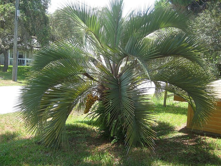Butia odorata Palmpedia Palm Grower's Guide