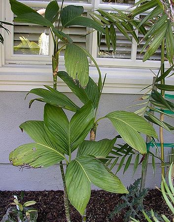 Chamaedorea ernesti-augusti - Palmpedia - Palm Grower’s Guide