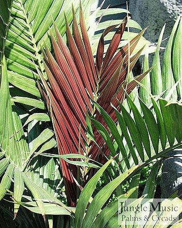 Laccospadix australasica Palmpedia Palm Grower's Guide