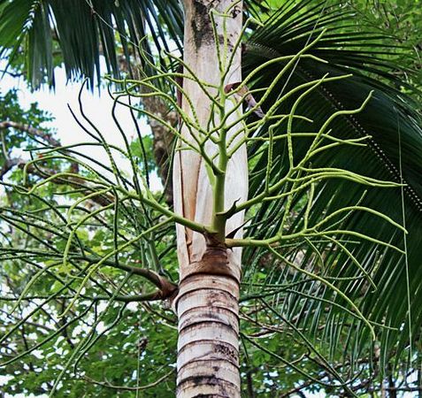 Rhopaloblaste augusta - Palmpedia - Palm Grower's Guide