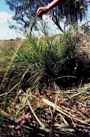 Allagoptera campestris Palmpedia Palm Grower's Guide