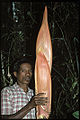 Thumbnail for version as of 08:05, 3 October 2012