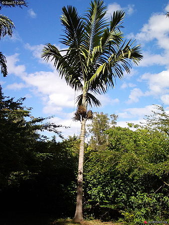 Kentiopsis oliviformis Palmpedia Palm Grower's Guide