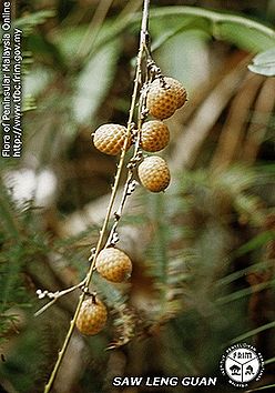 Calamus-diepenhorstii---Fruit.jpg