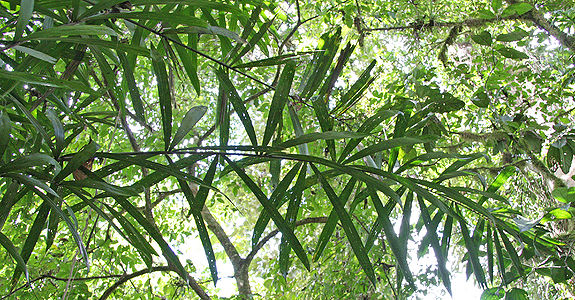 Bactris coloradonis Palmpedia Palm Grower's Guide