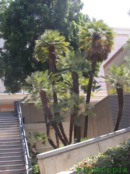 File:Chamaerops tall UCLA.jpg