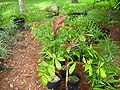 Thumbnail for version as of 06:42, 23 June 2013