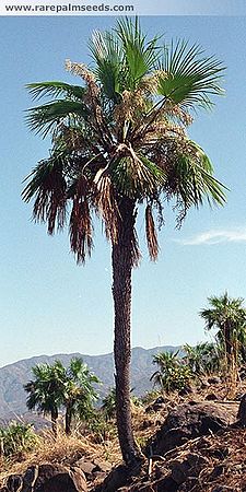 Brahea sarukhanii - Palmpedia - Palm Grower's Guide