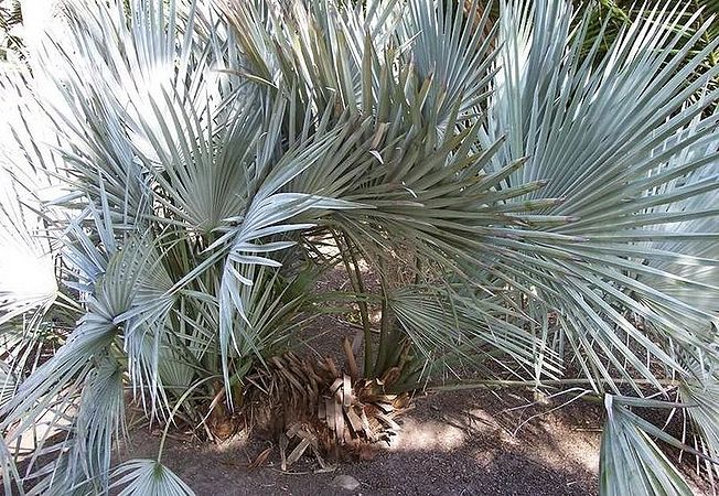 Brahea decumbens Palmpedia Palm Grower's Guide