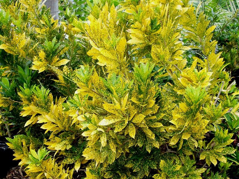 GOLD DUST - Palmpedia - Palm Grower's Guide