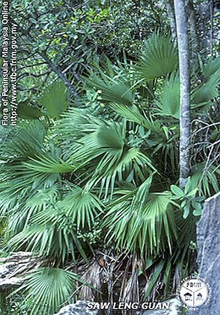 Maxburretia rupicola Palmpedia Palm Grower's Guide